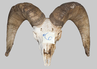 Archive News: Desert bighorn skulls, horns up for auction this week